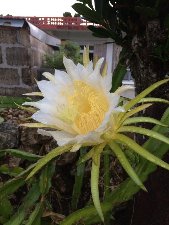 Minshuku Irayoi Otel Ishigaki  Dış mekan fotoğraf