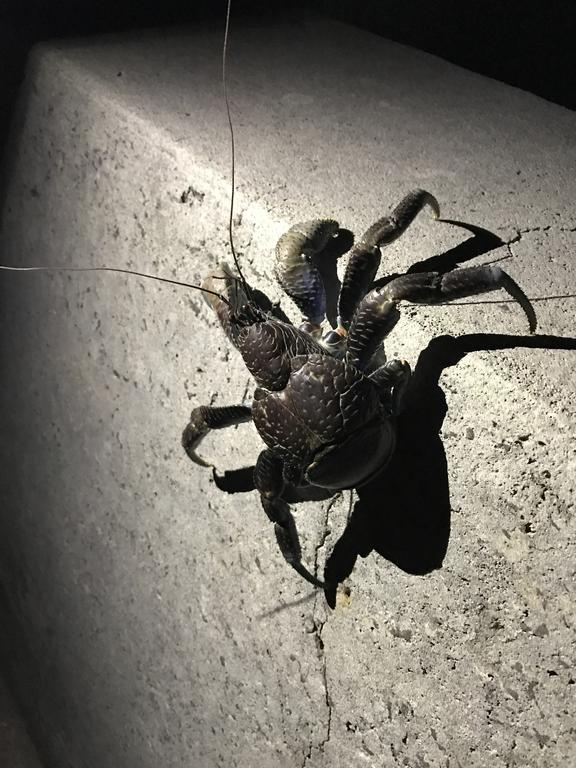 Minshuku Irayoi Otel Ishigaki  Dış mekan fotoğraf
